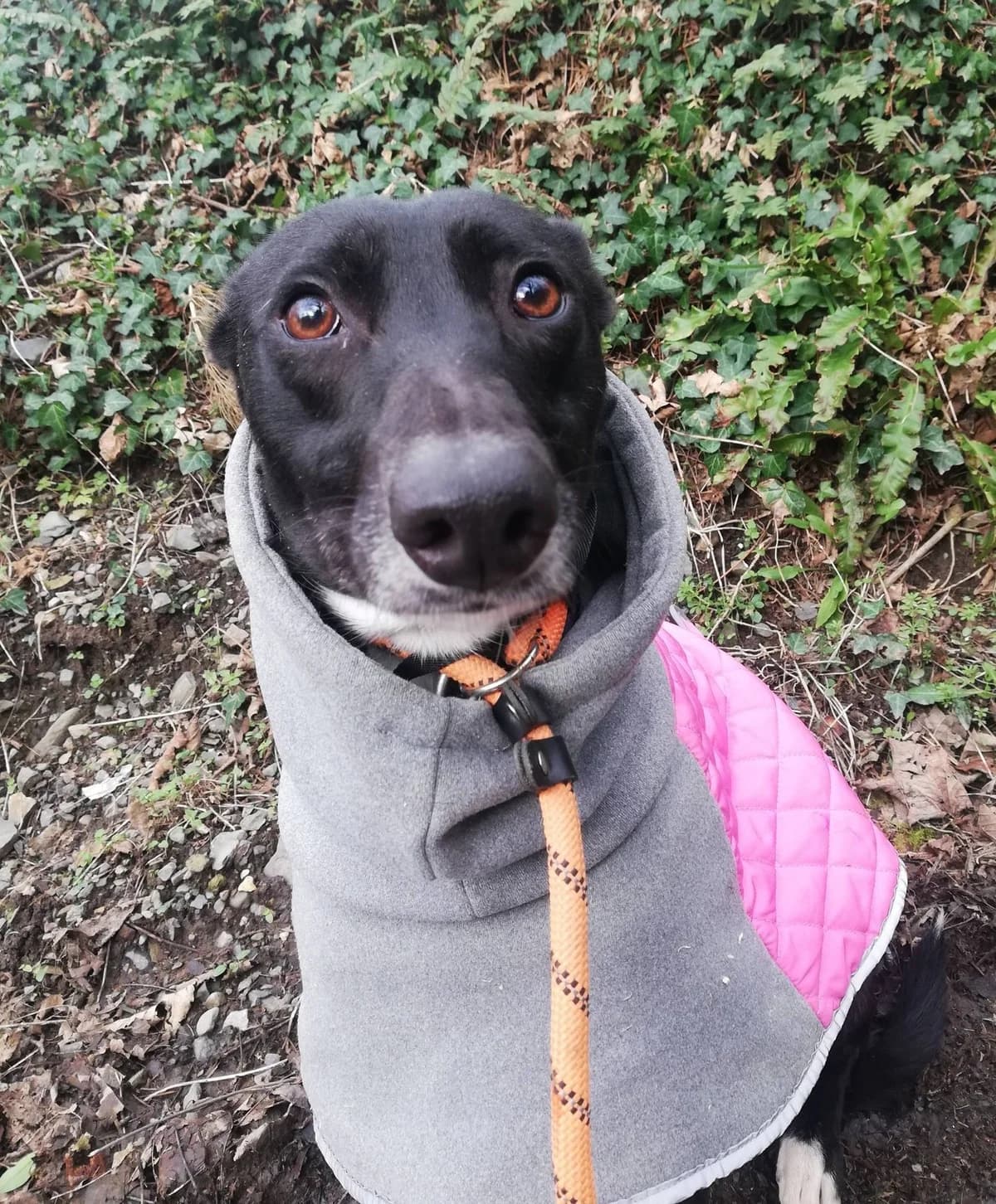 MEGS – RESERVED, female Mixed Breed for adoption at Animal Rescue Cymru, Wales photo 6