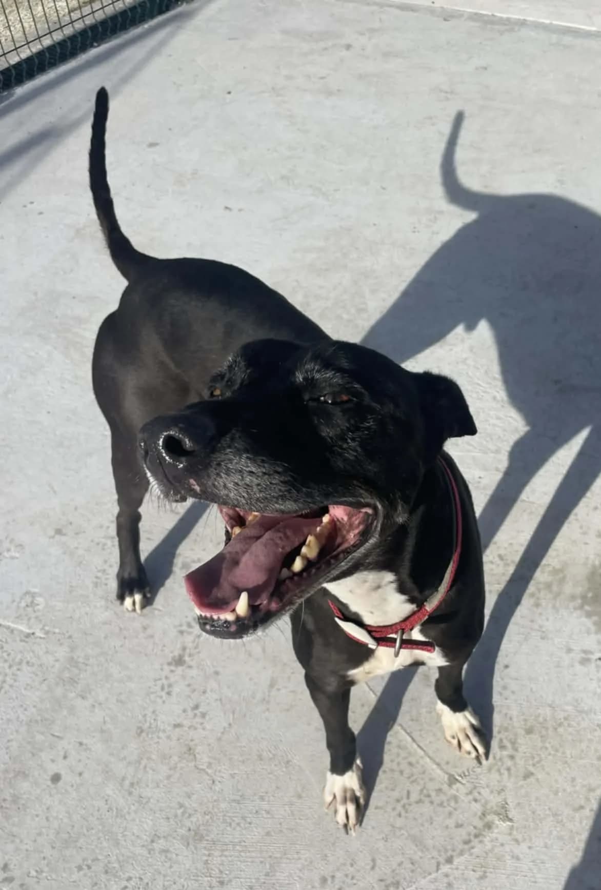 MEGS – RESERVED, female Mixed Breed for adoption at Animal Rescue Cymru, Wales photo 8