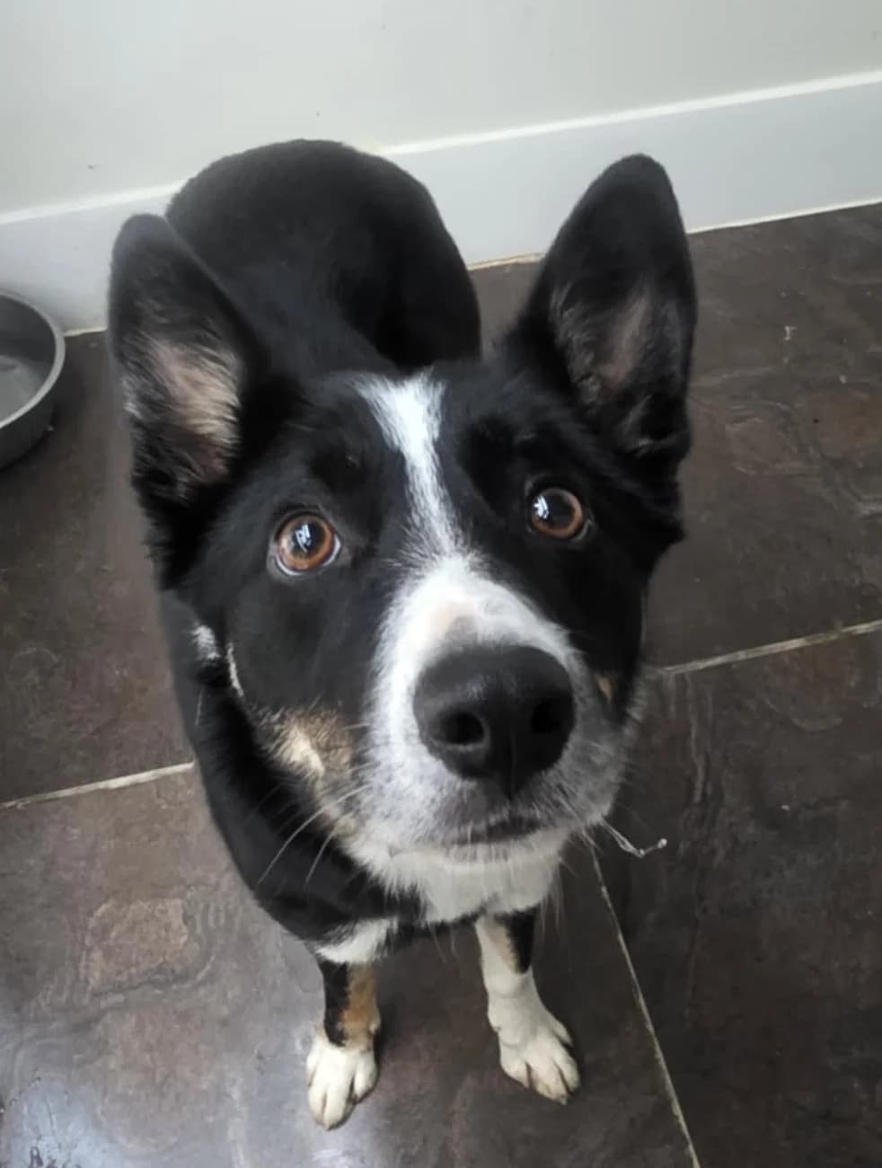 MOLLY – RESERVED, female Mixed Breed for adoption at Animal Rescue Cymru, Wales