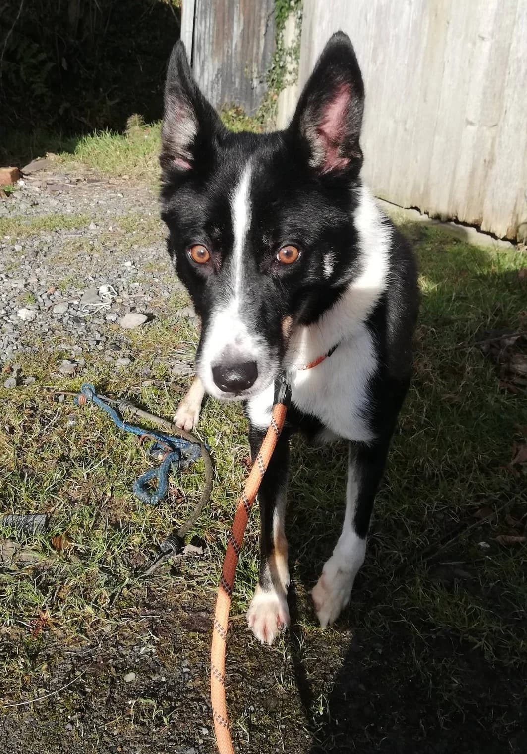 MOLLY, female Mixed Breed for adoption at Animal Rescue Cymru, Wales photo 2