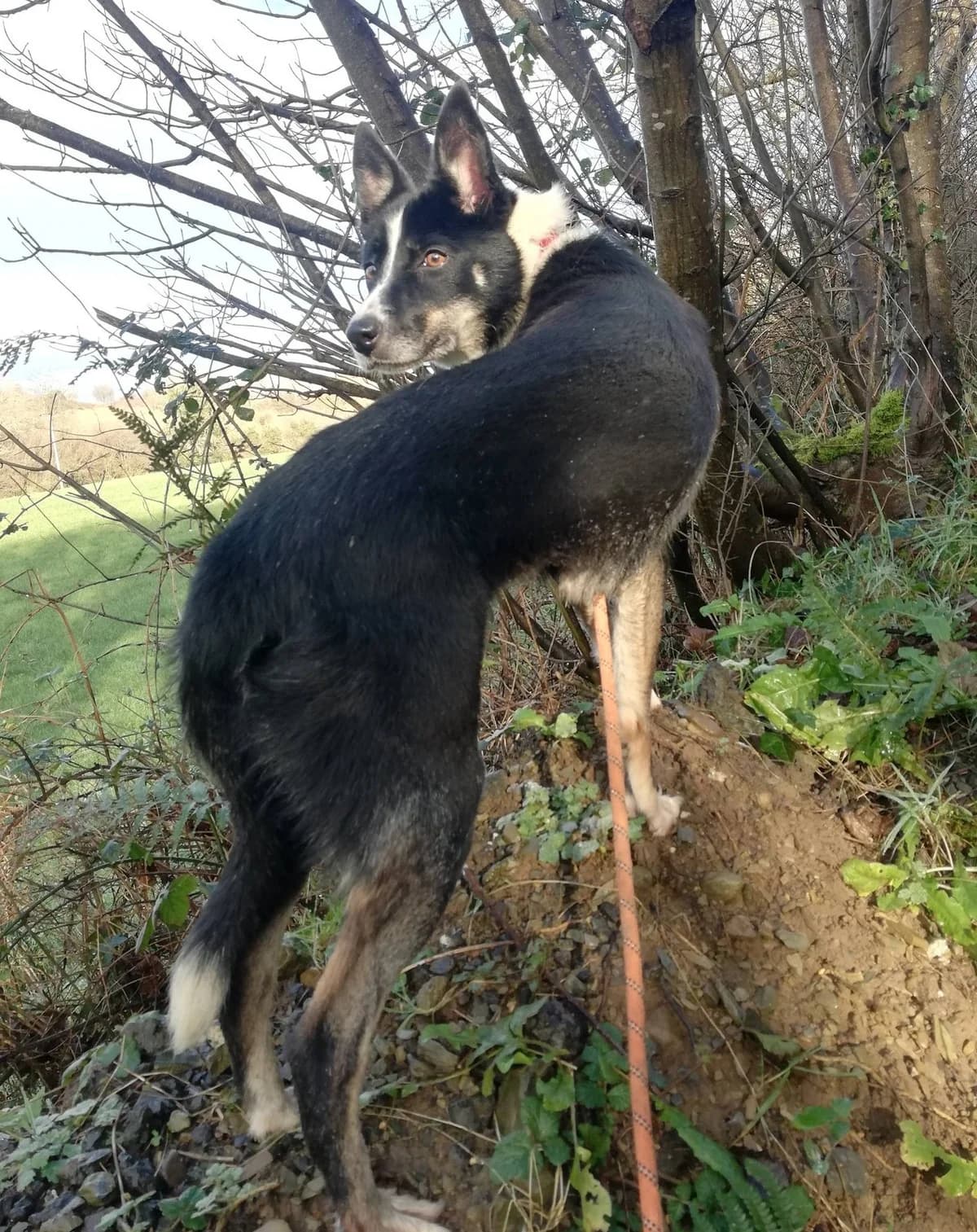 MOLLY, female Mixed Breed for adoption at Animal Rescue Cymru, Wales photo 3