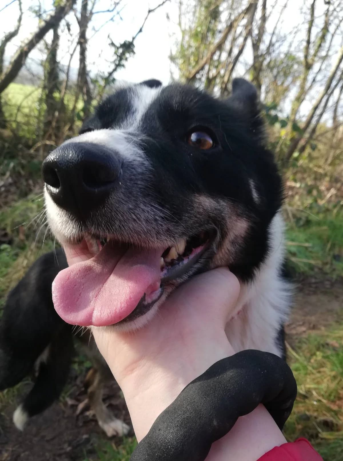 MOLLY, female Mixed Breed for adoption at Animal Rescue Cymru, Wales photo 4
