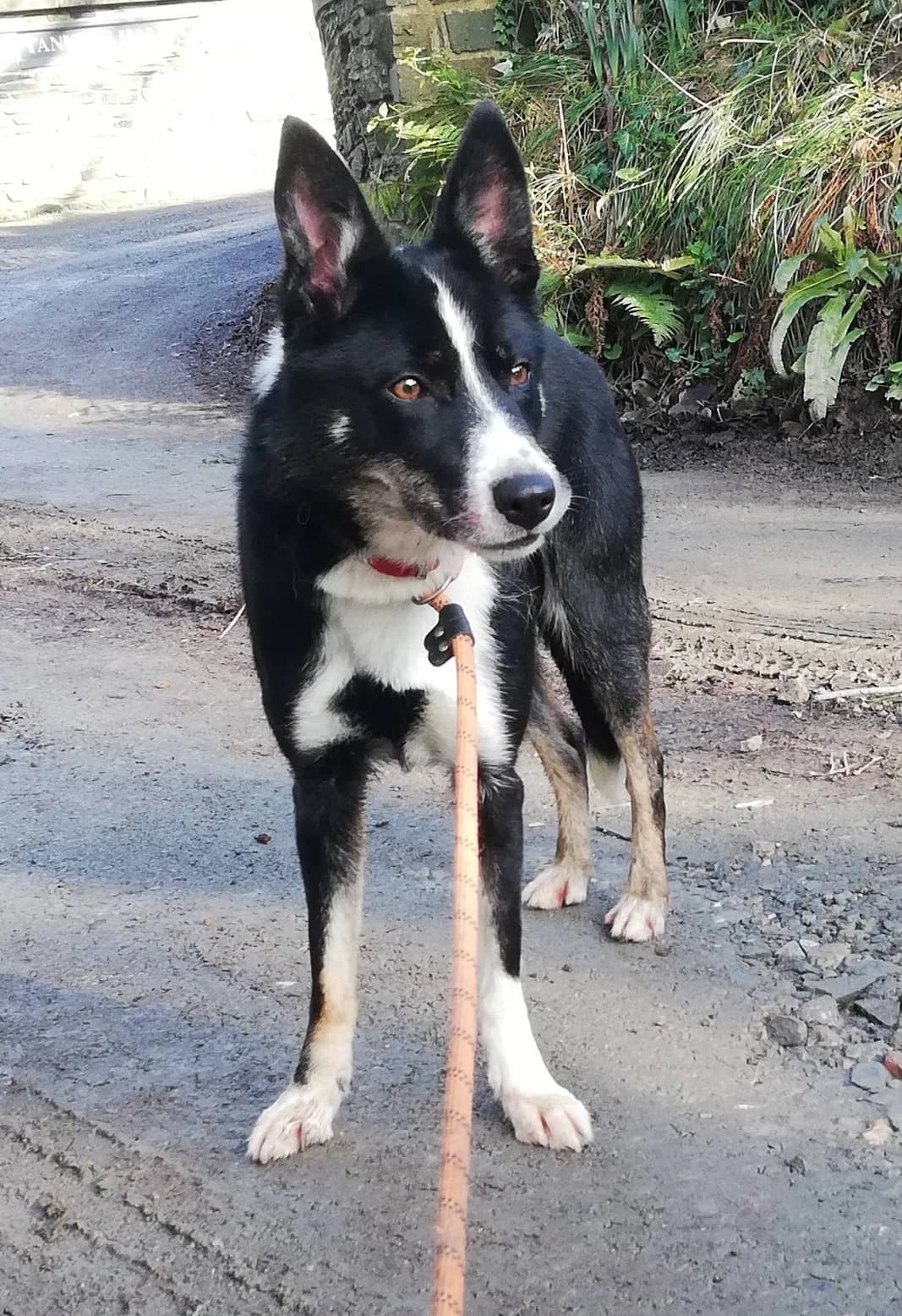 MOLLY, female Mixed Breed for adoption at Animal Rescue Cymru, Wales photo 5