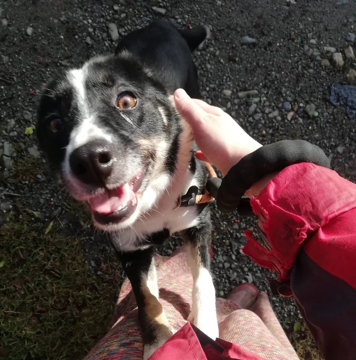 MOLLY, female Mixed Breed for adoption at Animal Rescue Cymru, Wales photo 7