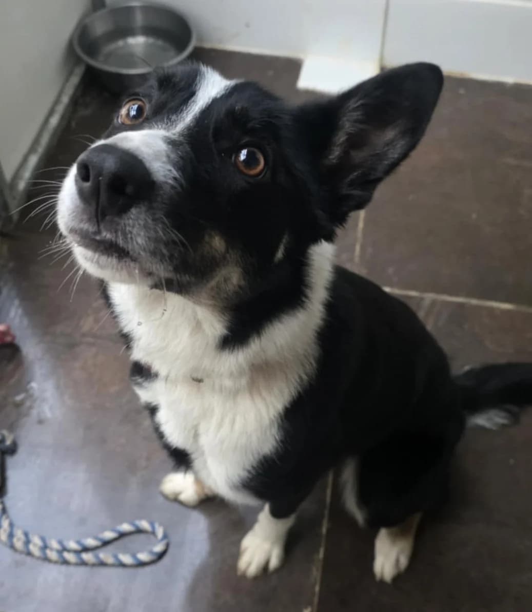 MOLLY, female Mixed Breed for adoption at Animal Rescue Cymru, Wales photo 8