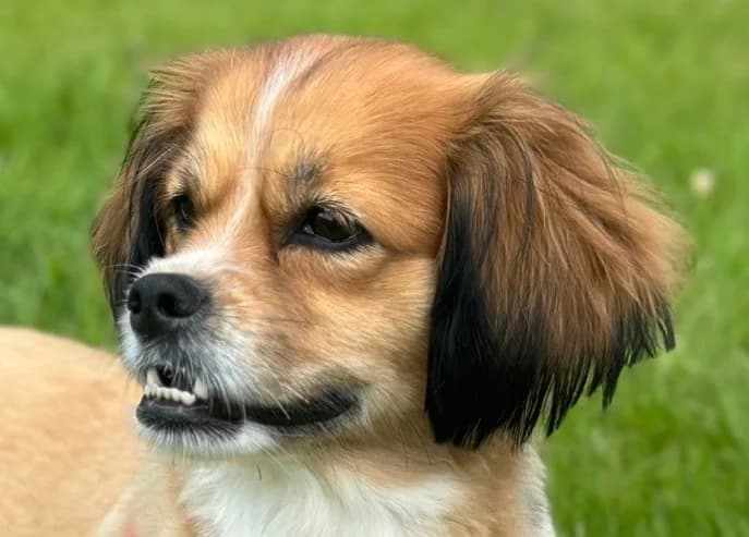 PENNY, female mixed breed for adoption at Animal Rescue Cymru, Wales