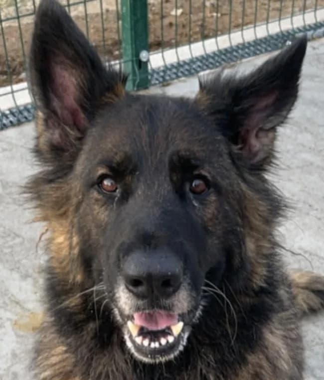 PHOEBE, female mixed breed for adoption at Wales