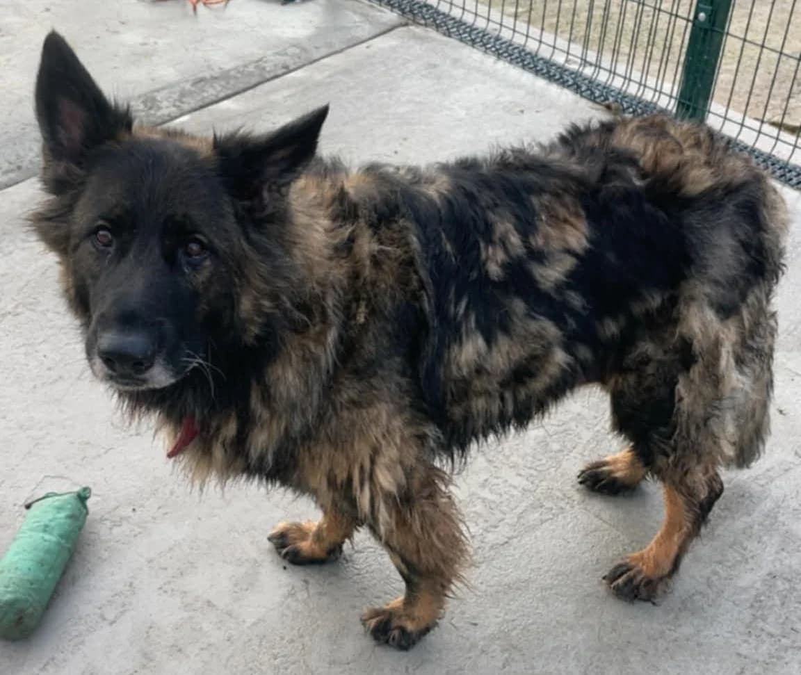 PHOEBE, female mixed breed for adoption at Animal Rescue Cymru, Wales photo 2