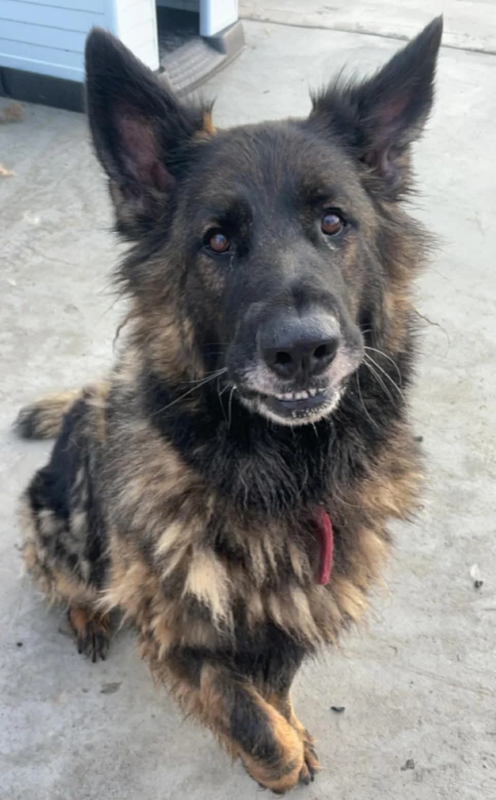 PHOEBE, female mixed breed for adoption at Animal Rescue Cymru, Wales photo 3