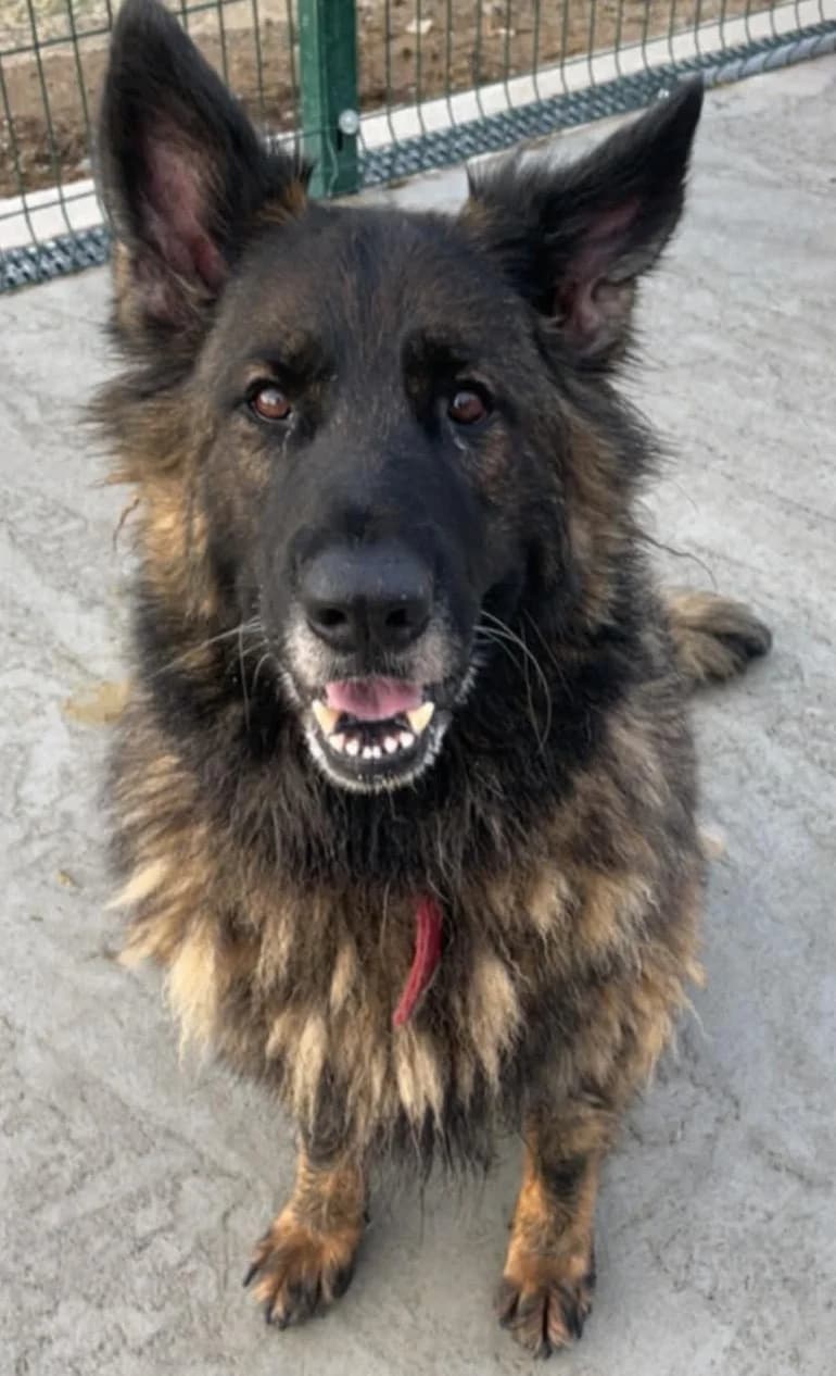 PHOEBE, female mixed breed for adoption at Animal Rescue Cymru, Wales photo 4