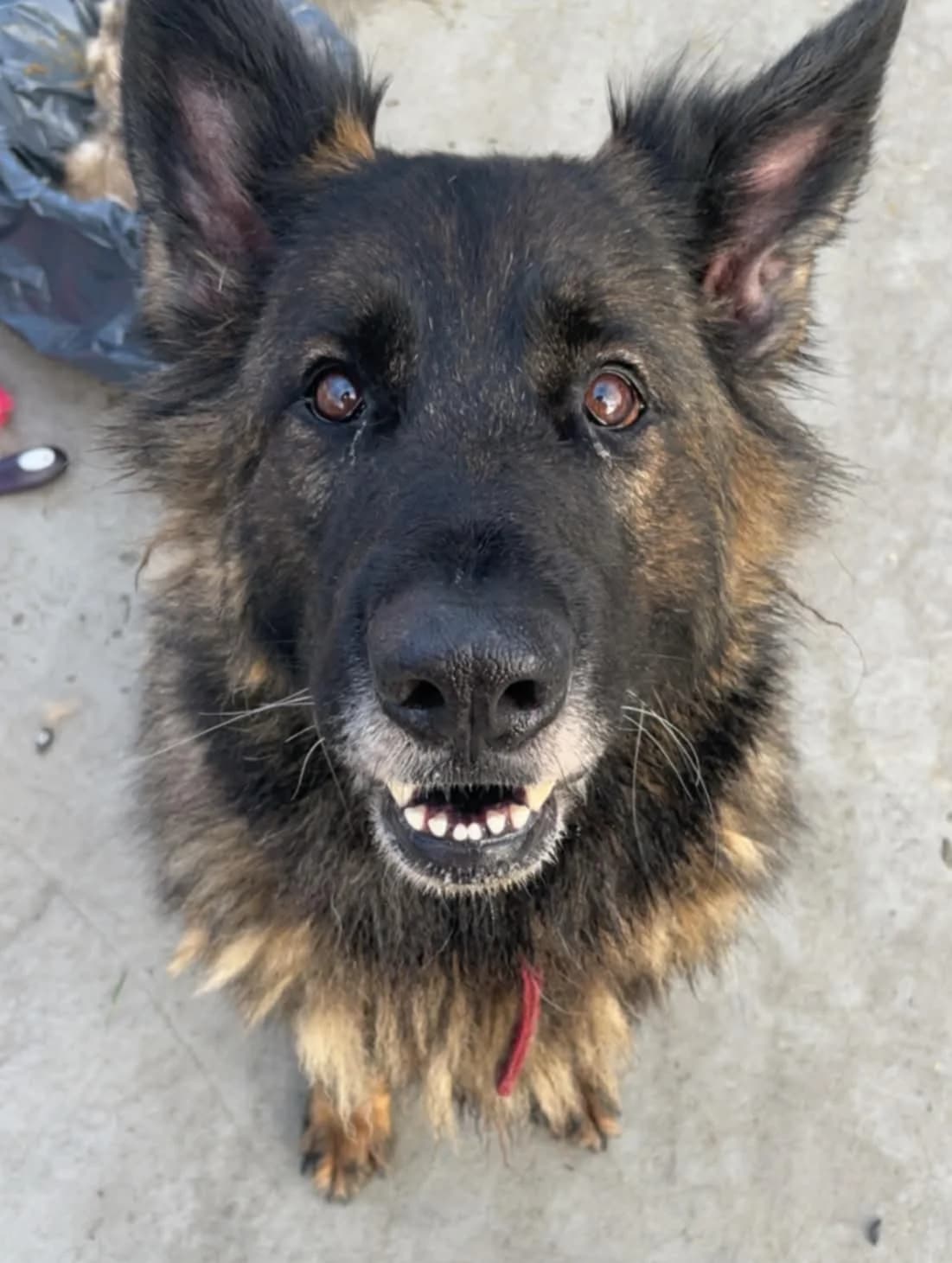 PHOEBE, female mixed breed for adoption at Animal Rescue Cymru, Wales photo 5
