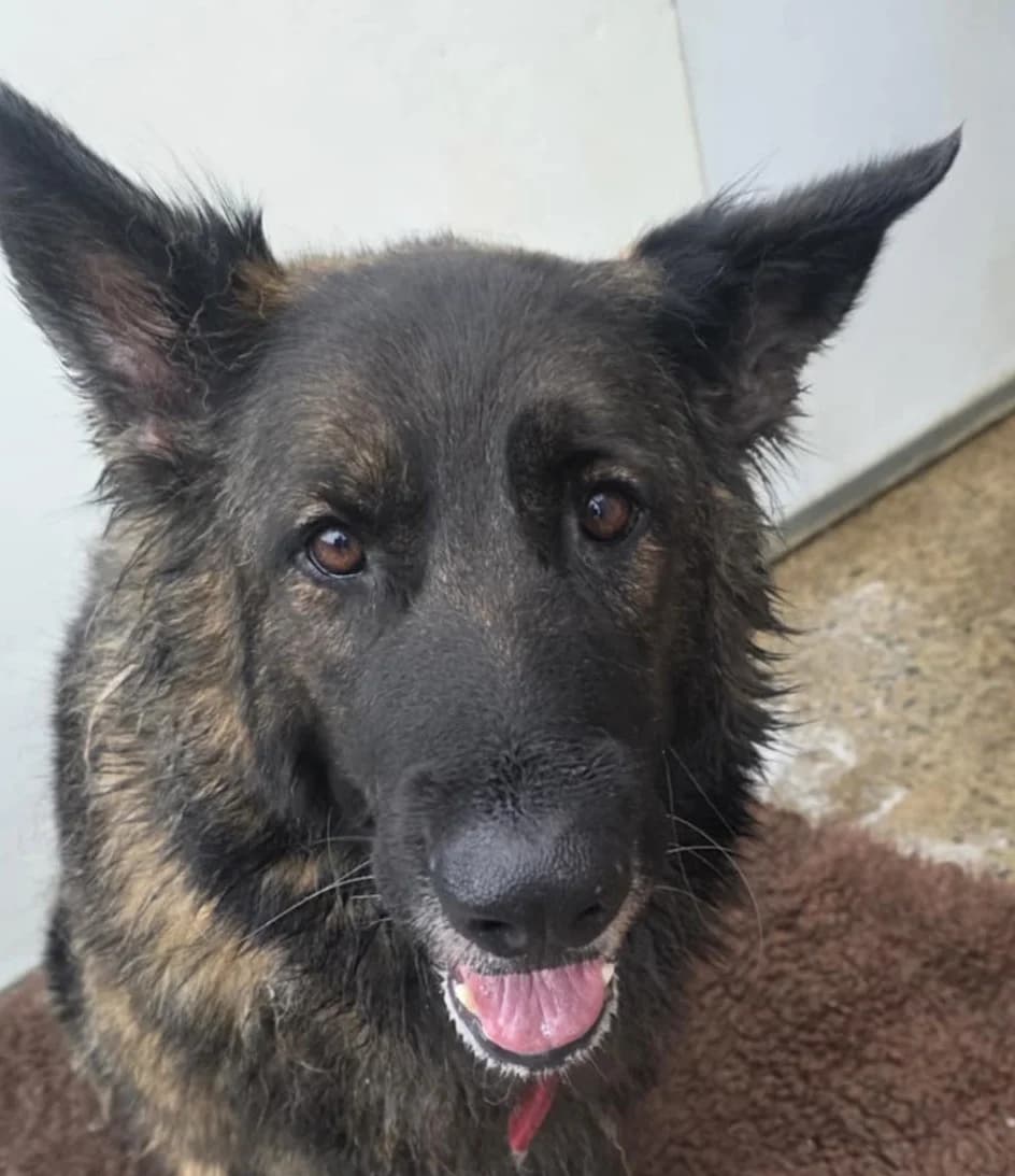 PHOEBE, female mixed breed for adoption at Animal Rescue Cymru, Wales photo 6