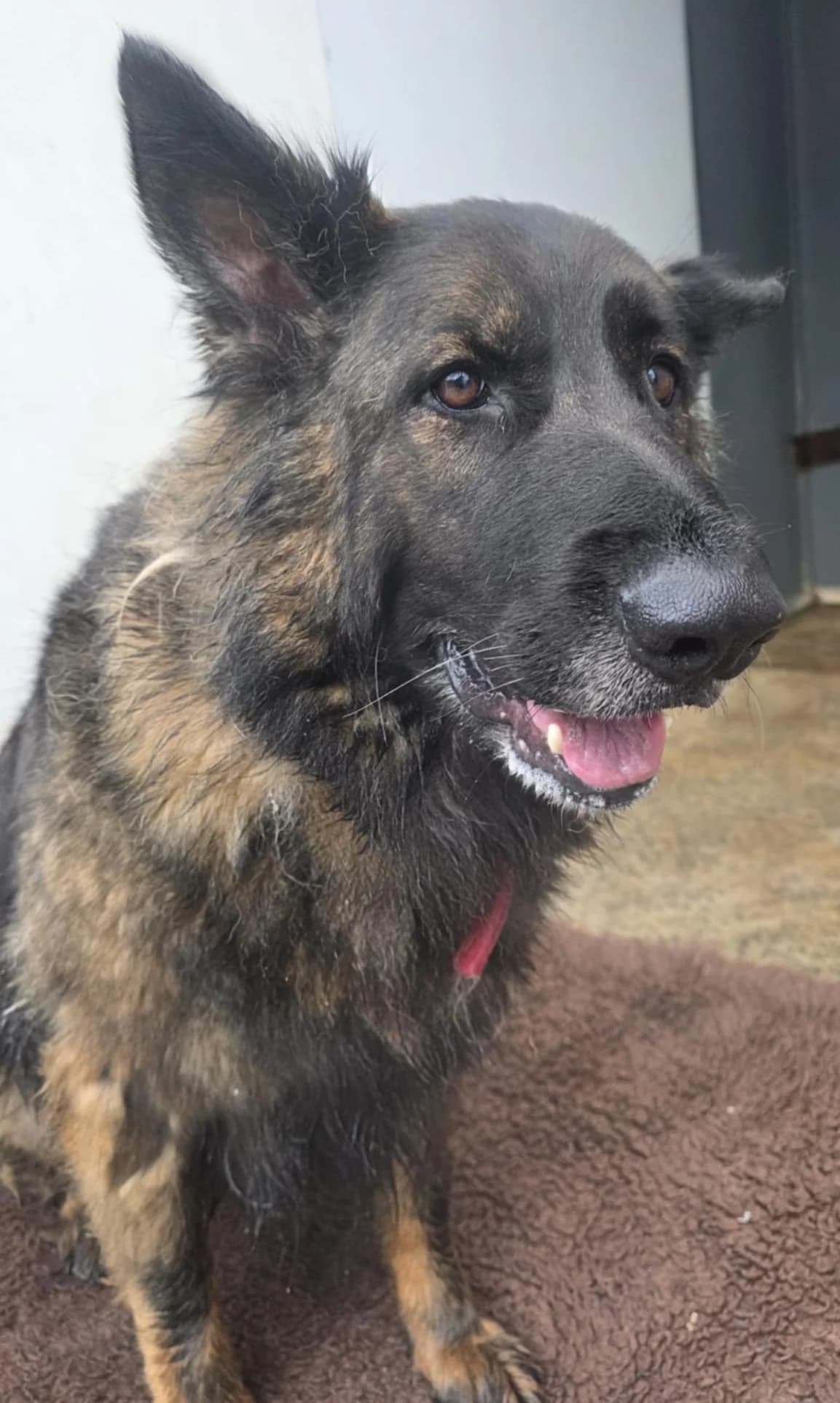 PHOEBE, female mixed breed for adoption at Animal Rescue Cymru, Wales photo 7