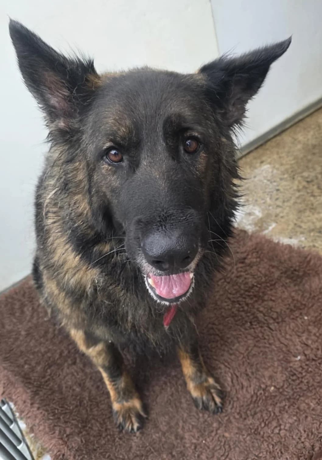 PHOEBE, female mixed breed for adoption at Animal Rescue Cymru, Wales photo 8