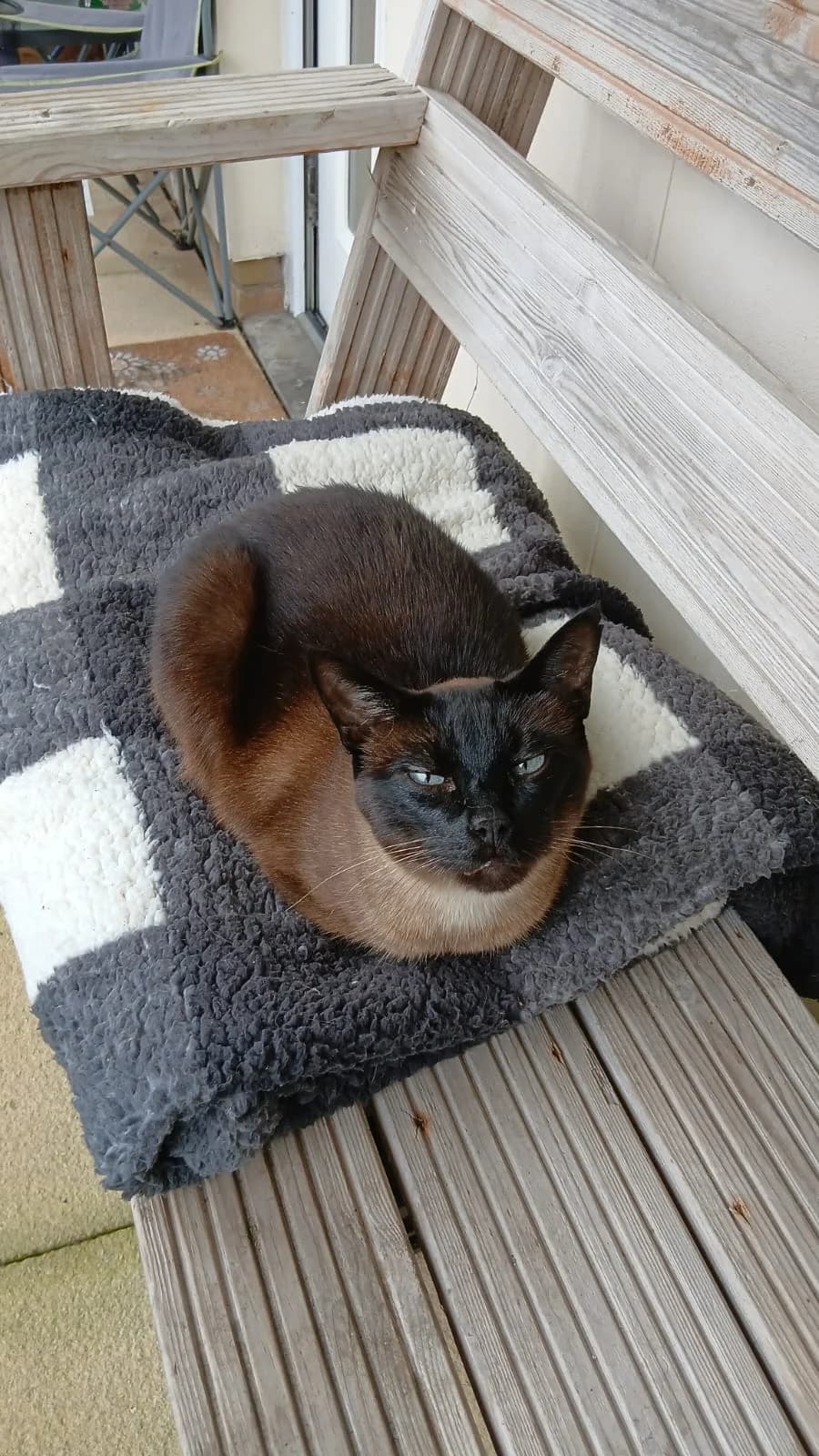 PICKLE, female Mixed Breed for adoption at Wales