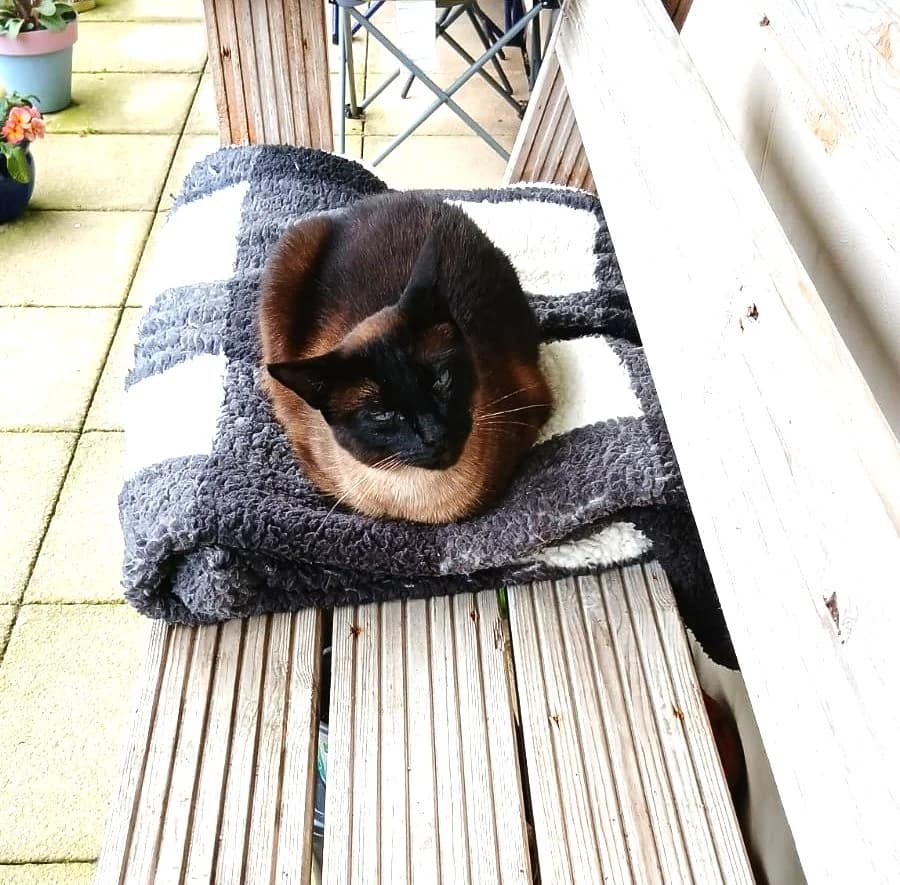 PICKLE, female Mixed Breed for adoption at Animal Rescue Cymru, Wales photo 2