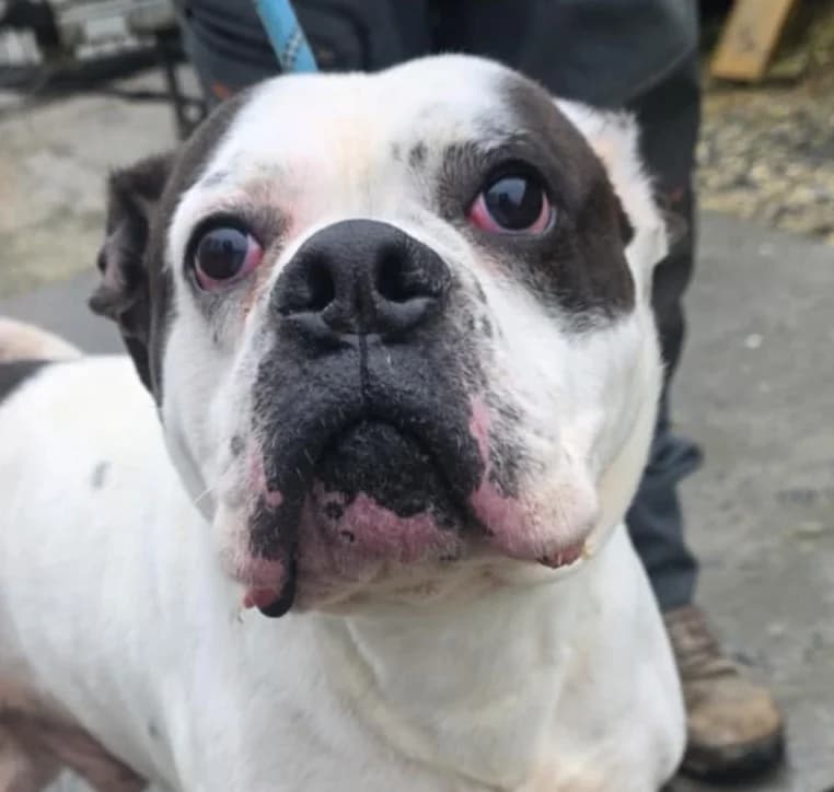 PICKLE, female Mixed Breed for adoption at Animal Rescue Cymru, Wales photo 4