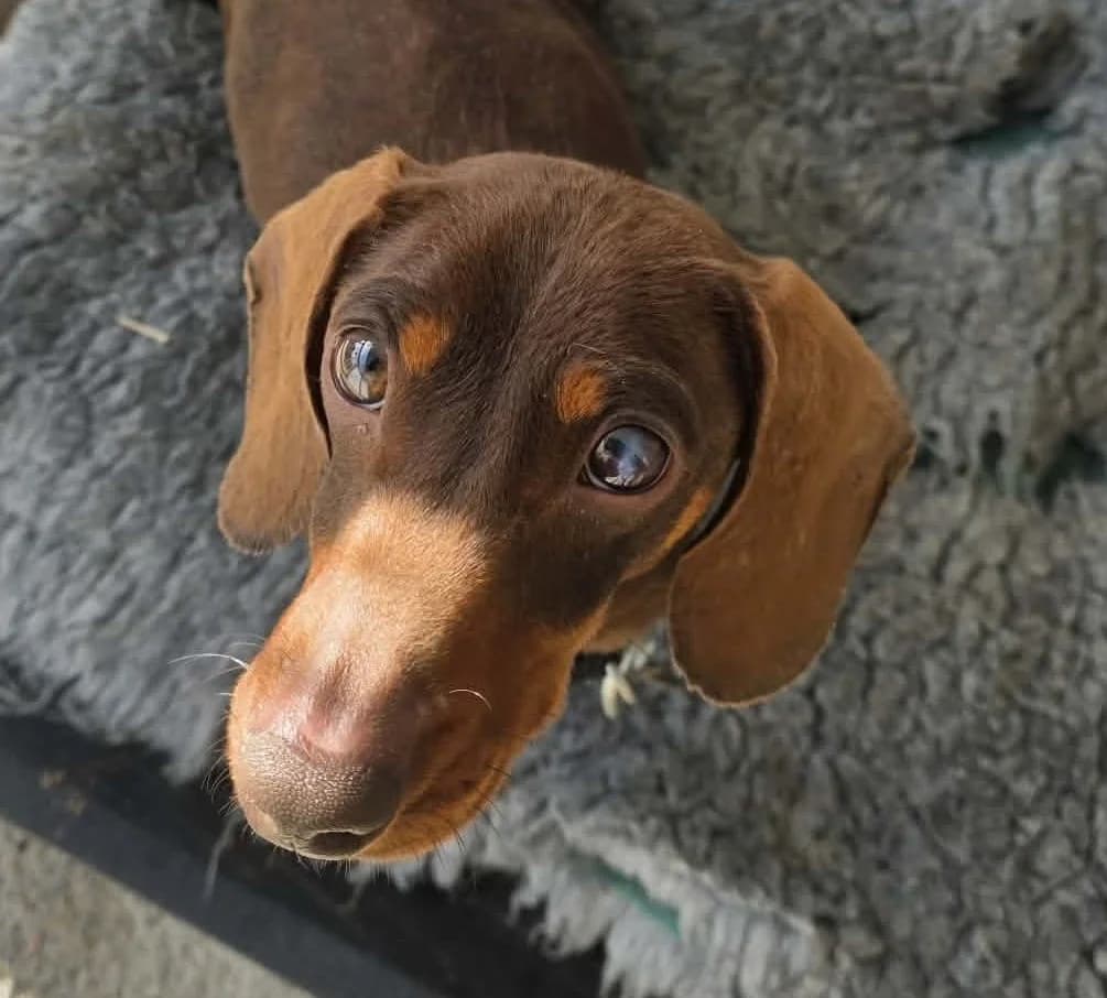 REX –  RESERVED, male Mixed Breed for adoption at Wales