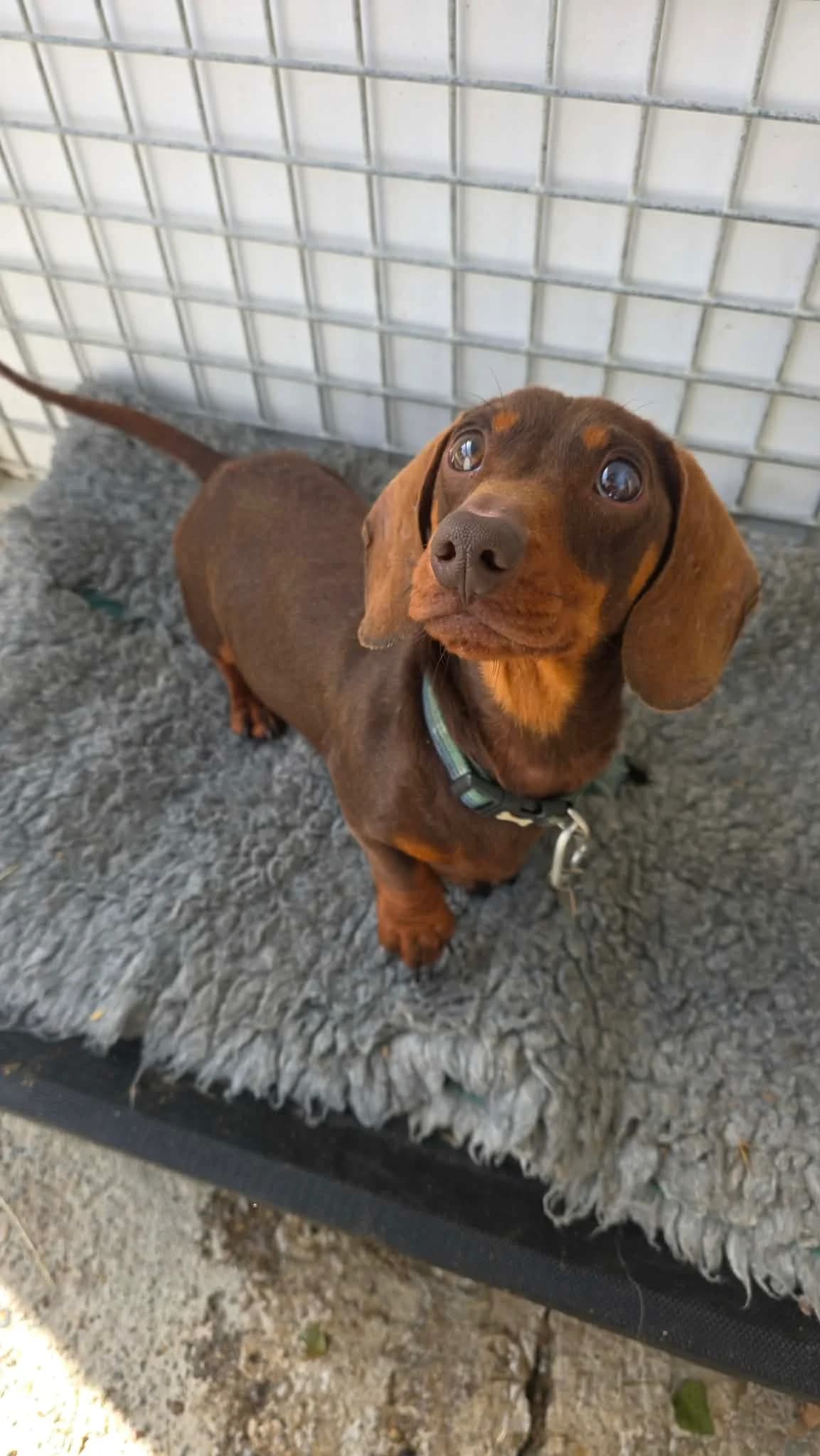 REX –  RESERVED, male Mixed Breed for adoption at Animal Rescue Cymru, Wales photo 2