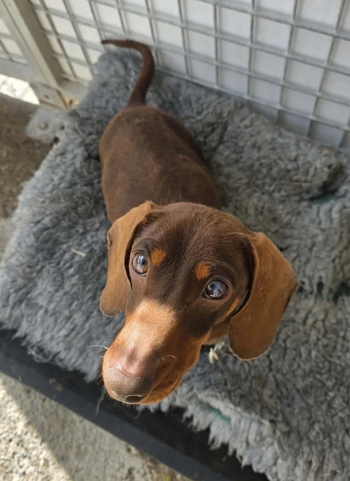 REX –  RESERVED, male Mixed Breed for adoption at Animal Rescue Cymru, Wales photo 3