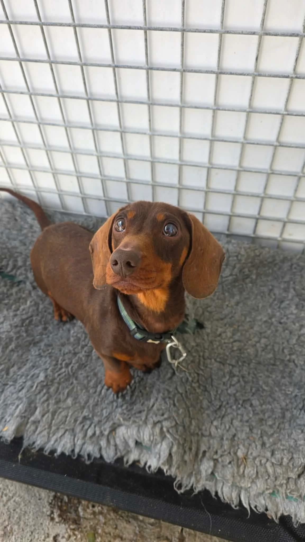 REX –  RESERVED, male Mixed Breed for adoption at Animal Rescue Cymru, Wales photo 4