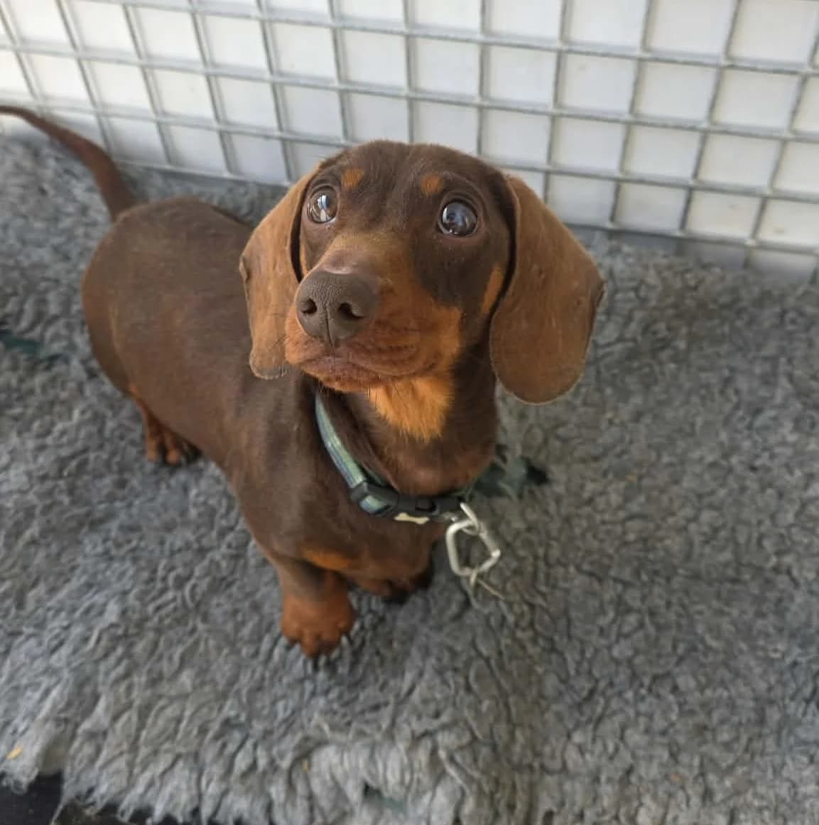 REX –  RESERVED, male Mixed Breed for adoption at Animal Rescue Cymru, Wales photo 5