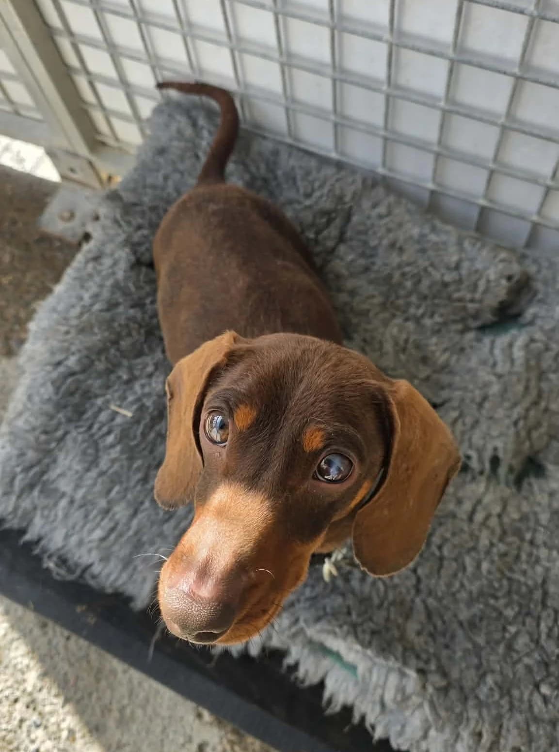 REX –  RESERVED, male Mixed Breed for adoption at Animal Rescue Cymru, Wales photo 6