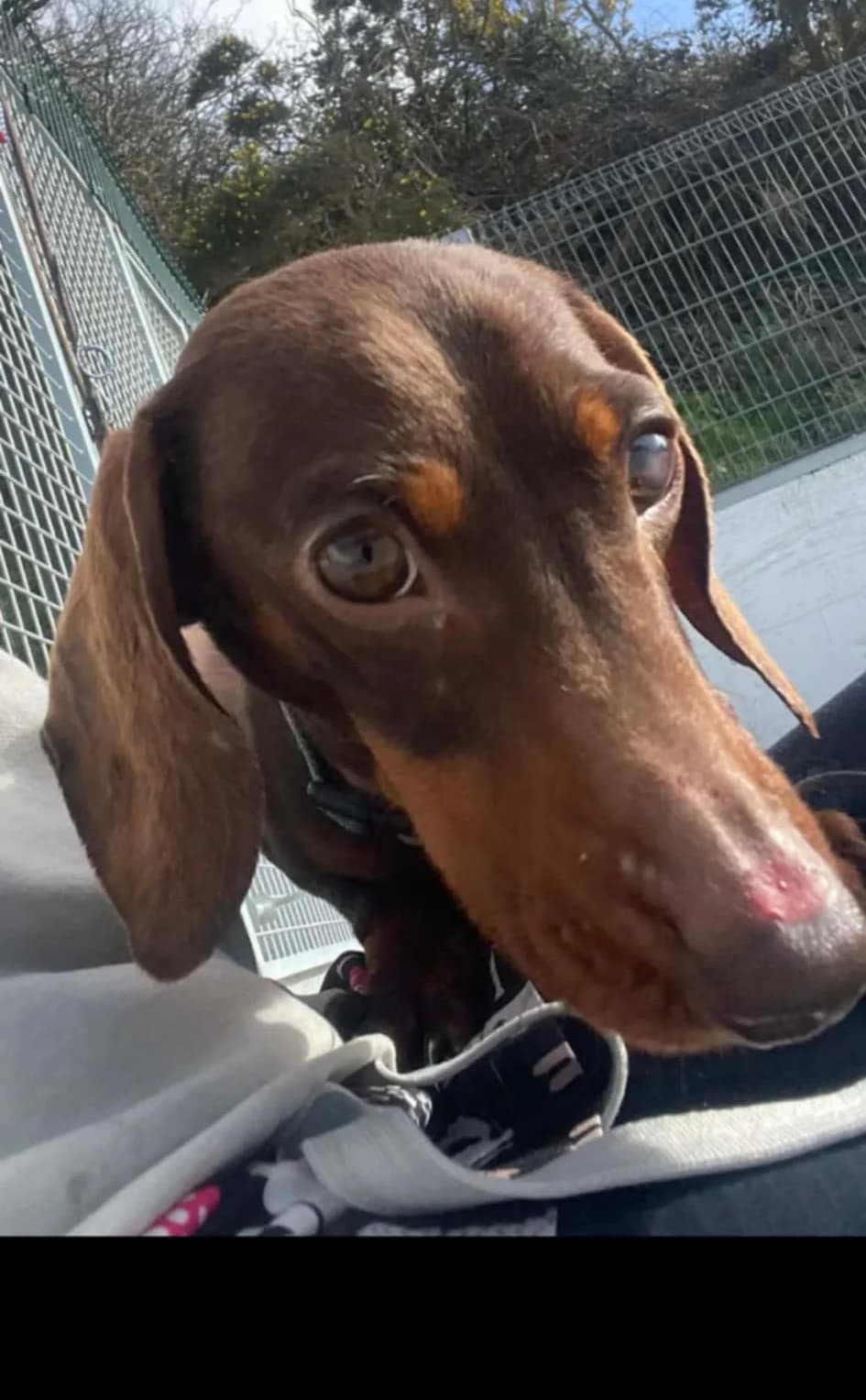 REX –  RESERVED, male Mixed Breed for adoption at Animal Rescue Cymru, Wales photo 7