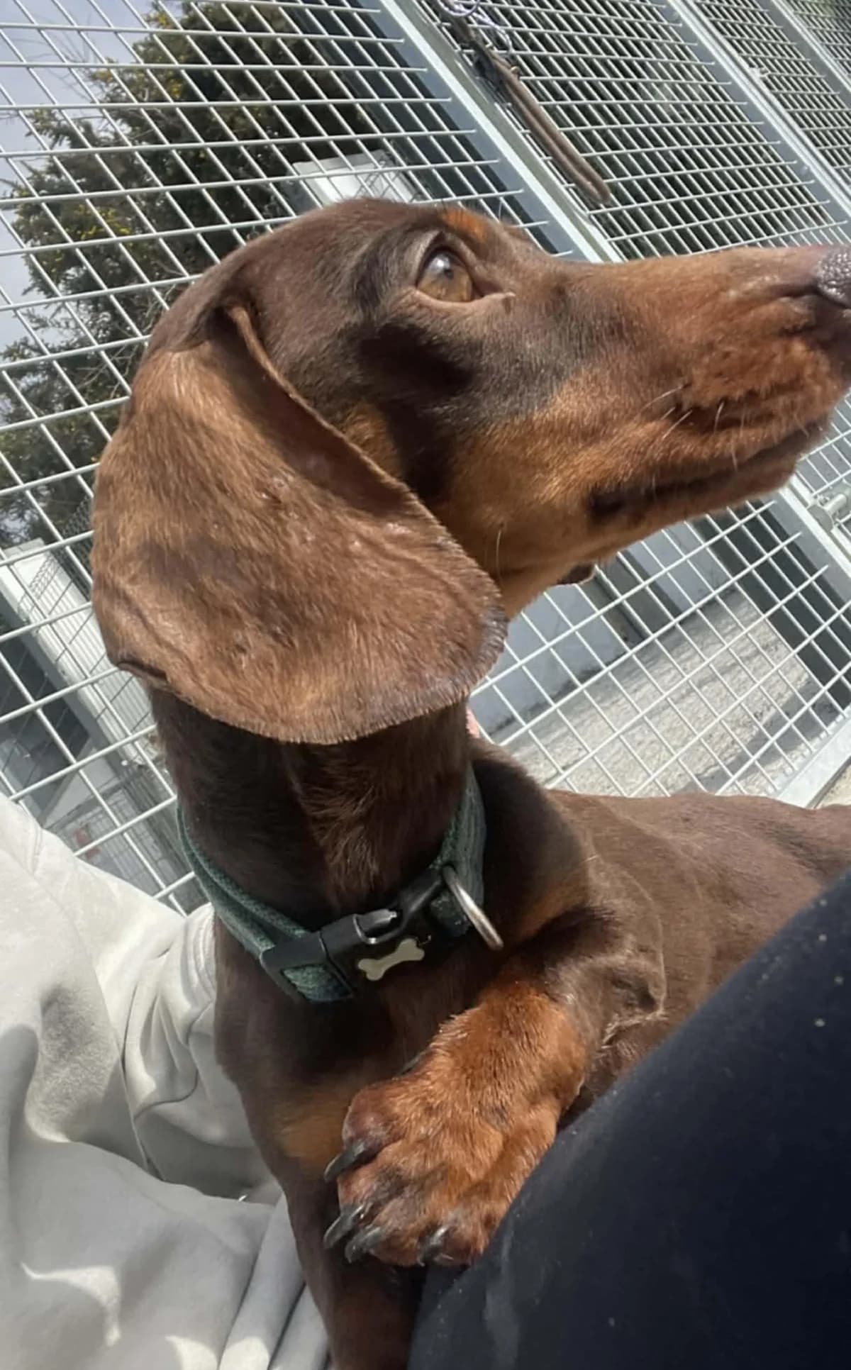 REX –  RESERVED, male Mixed Breed for adoption at Animal Rescue Cymru, Wales photo 8