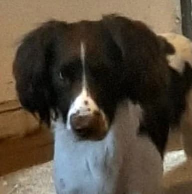 REX, male Mixed Breed for adoption at Animal Rescue Cymru, Wales