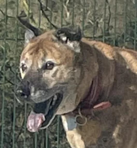 TINKER, male Mixed Breed for adoption at Wales
