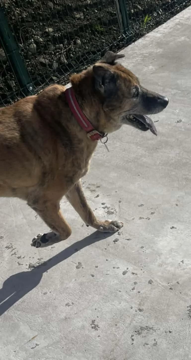 TINKER, male Mixed Breed for adoption at Animal Rescue Cymru, Wales photo 2