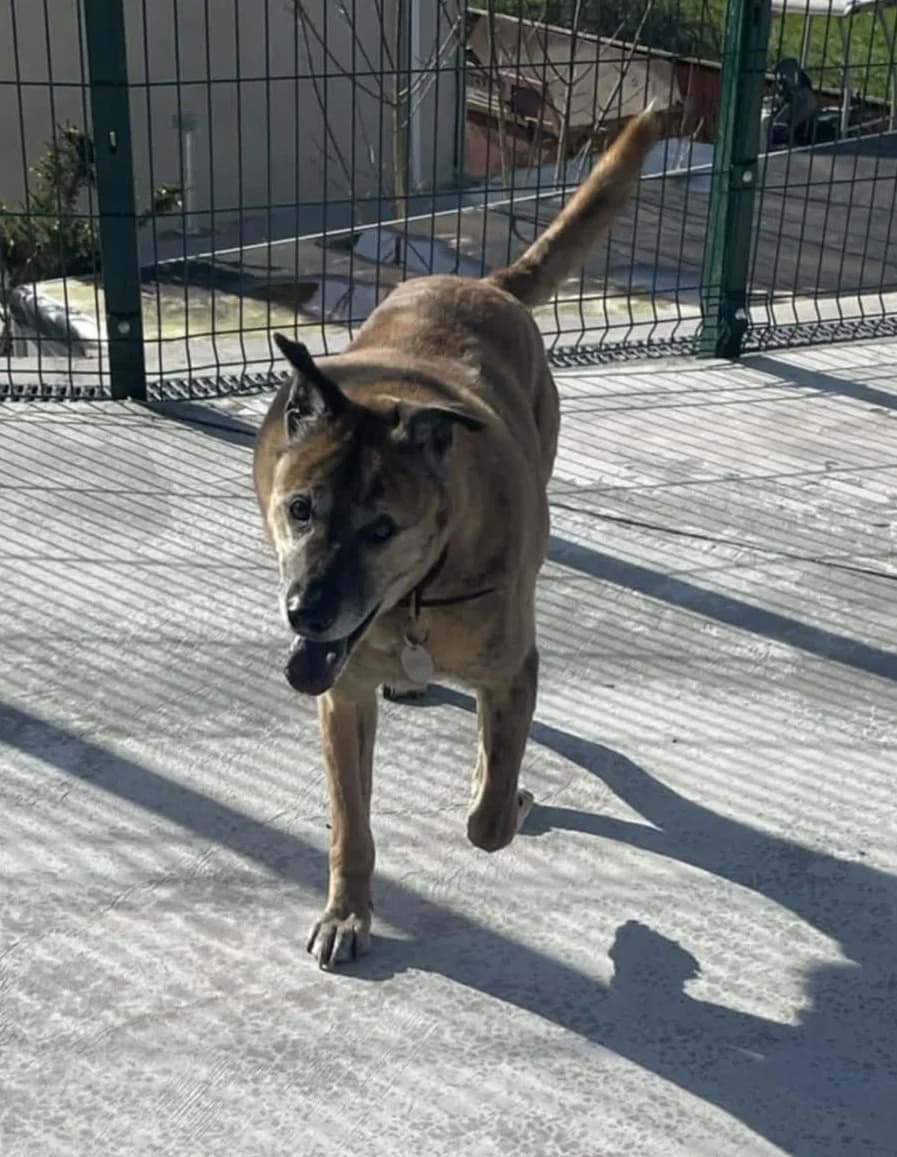 TINKER, male Mixed Breed for adoption at Animal Rescue Cymru, Wales photo 3