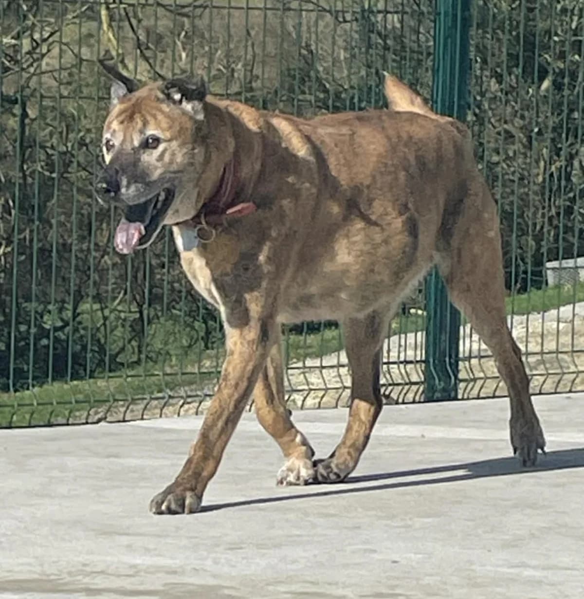 TINKER, male Mixed Breed for adoption at Animal Rescue Cymru, Wales photo 4