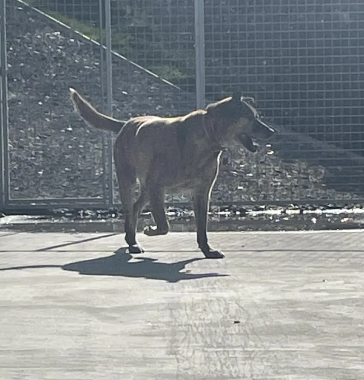 TINKER, male Mixed Breed for adoption at Animal Rescue Cymru, Wales photo 5