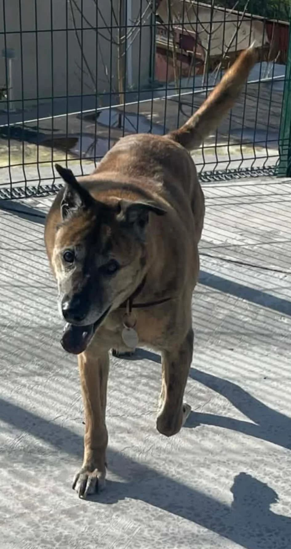 TINKER, male Mixed Breed for adoption at Animal Rescue Cymru, Wales photo 6