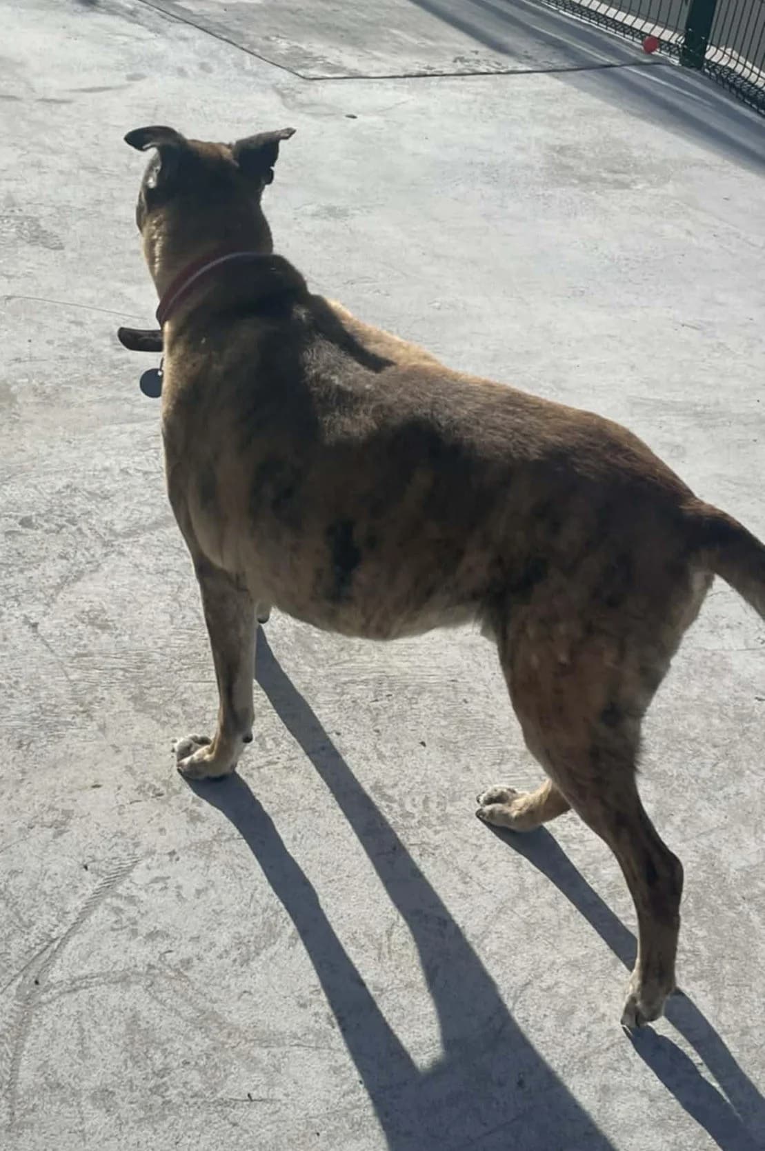 TINKER, male Mixed Breed for adoption at Animal Rescue Cymru, Wales photo 7