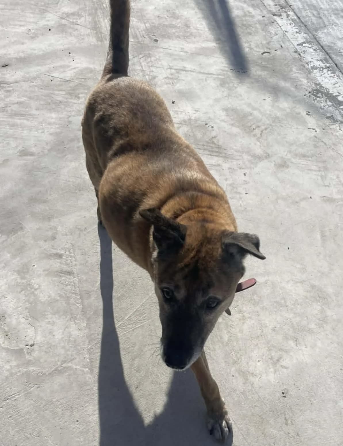 TINKER, male Mixed Breed for adoption at Animal Rescue Cymru, Wales photo 8
