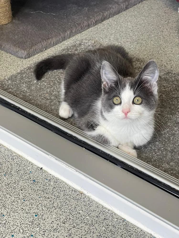 Marvel, female puppy Mixed Breed for adoption at Animal Welfare Furness