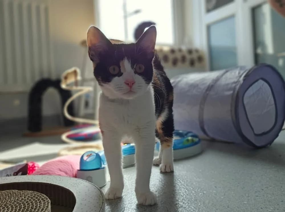 MJ, female puppy Mixed Breed for adoption at Animal Welfare Furness