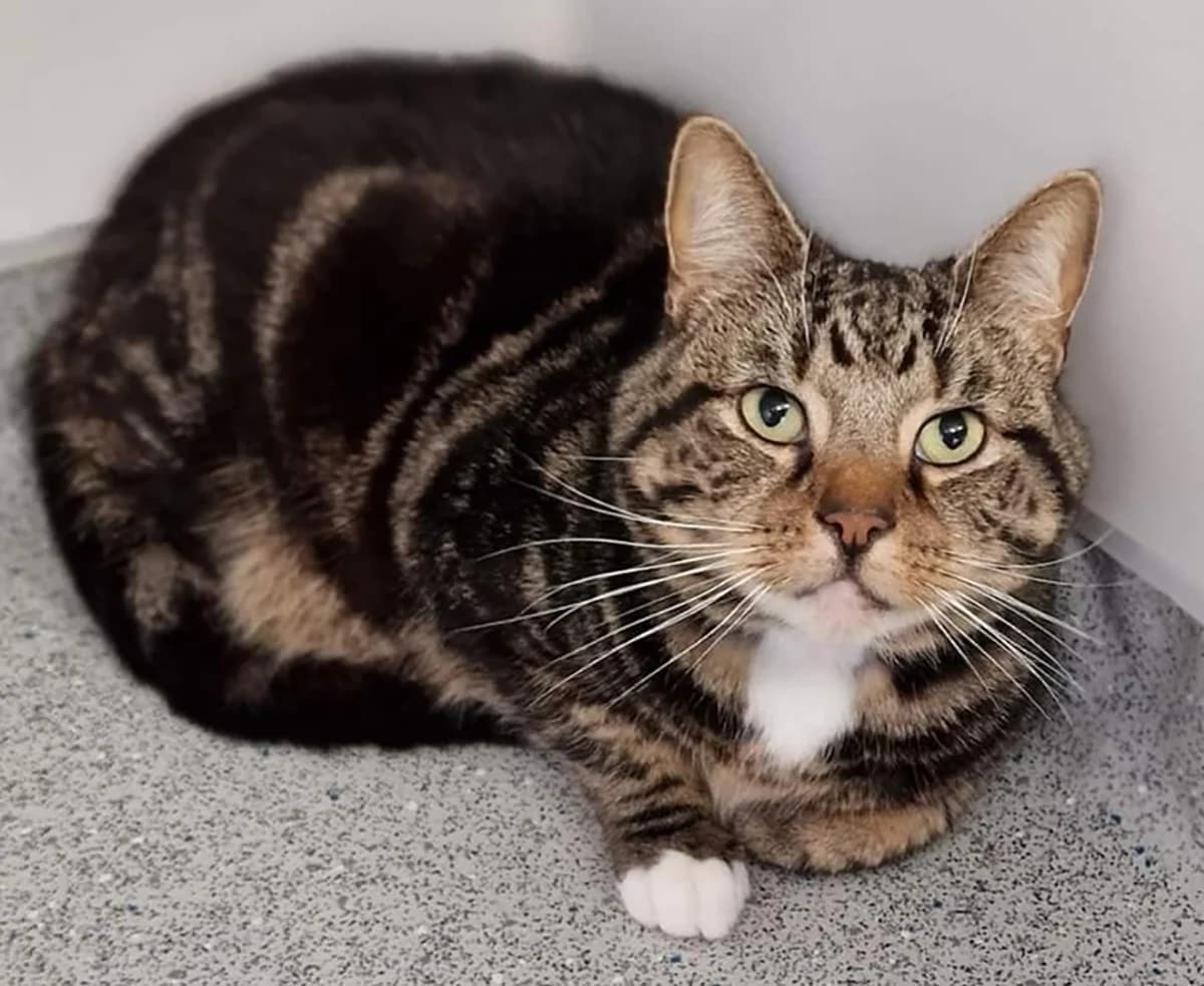 Simba, male Mixed Breed for adoption at Animal Welfare Furness