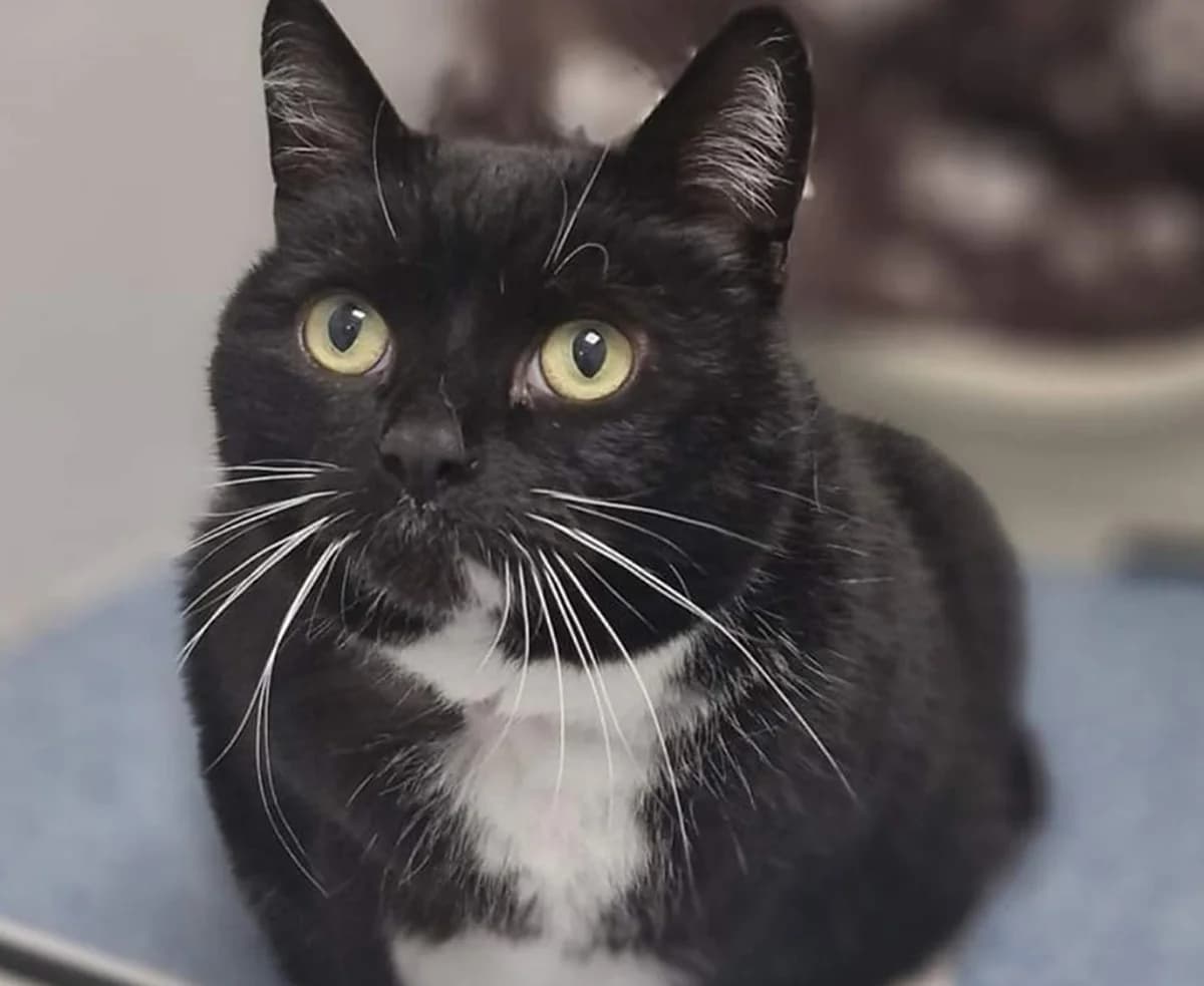 Pepsi, female 7yo Mixed Breed for adoption at Animal Welfare Furness