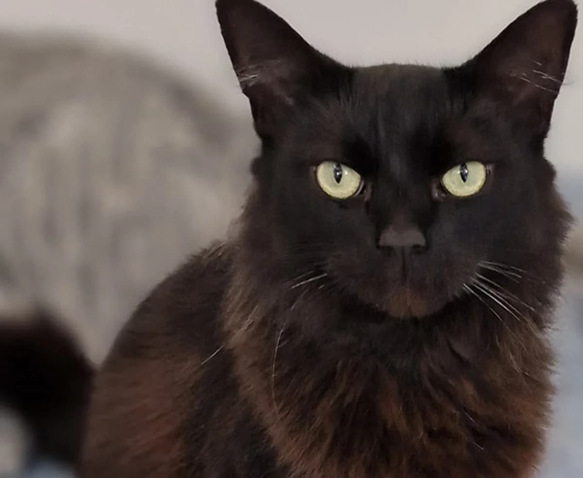 Odin, male Mixed Breed for adoption at Animal Welfare Furness