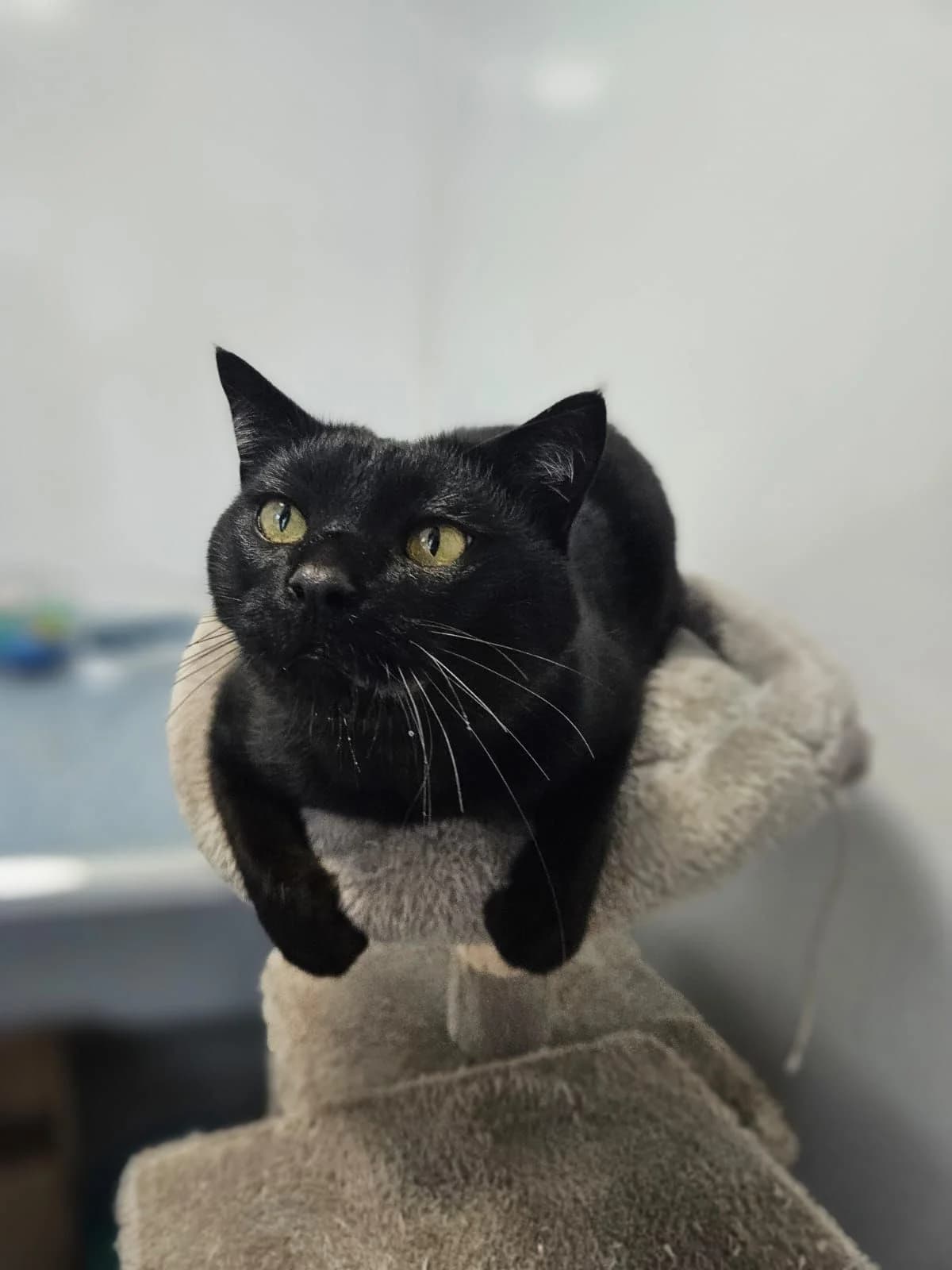 Alfie, male 4yo Mixed Breed for adoption at Animal Welfare Furness