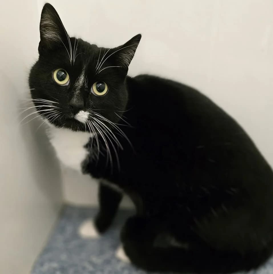 Mittens, male young Mixed Breed for adoption at Animal Welfare Furness