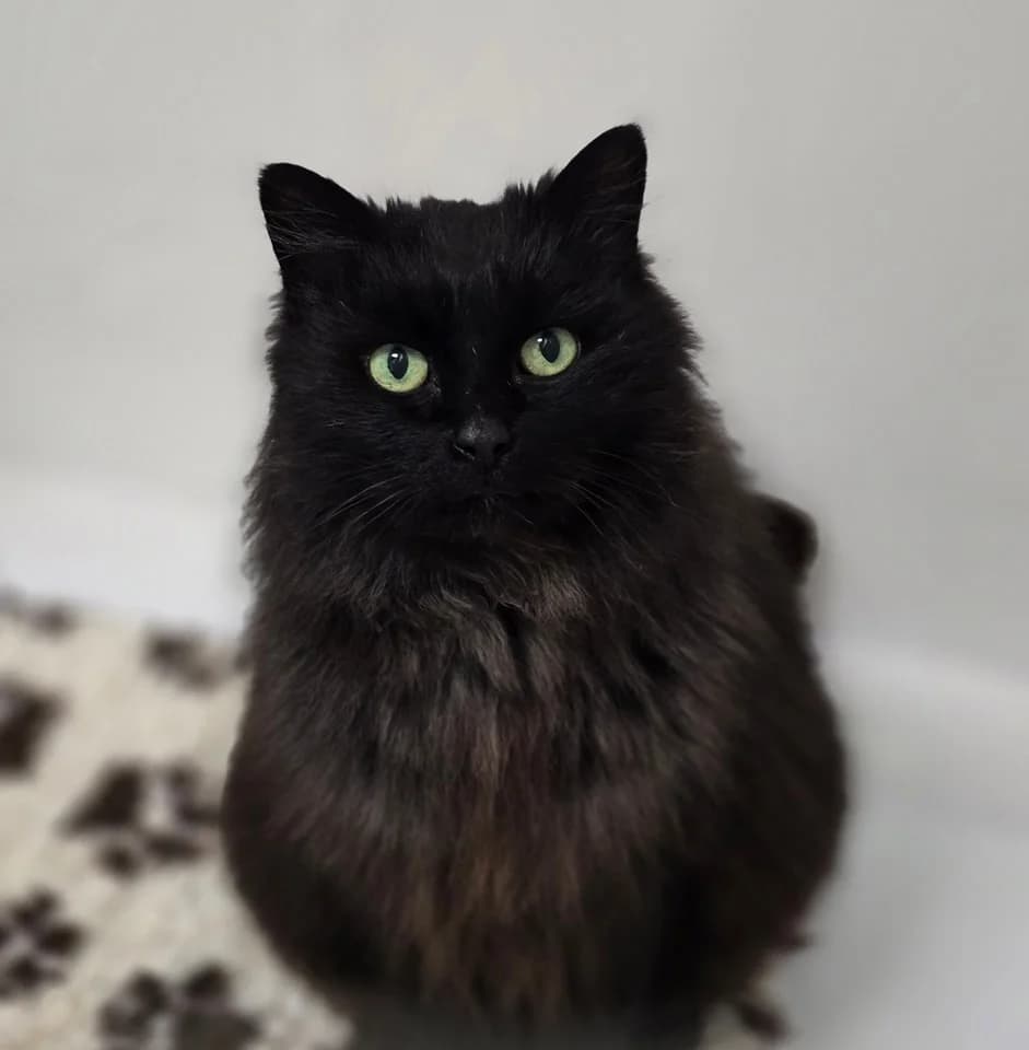 Barbara, female Mixed Breed for adoption at Animal Welfare Furness