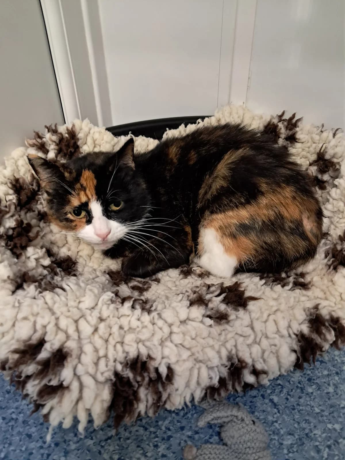 MARIE, female senior Mixed Breed for adoption at Animal Welfare Furness