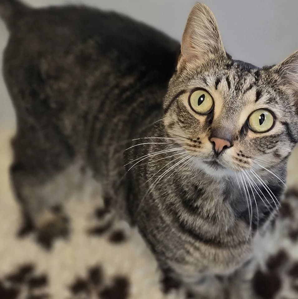 LULU, female 4yo Mixed Breed for adoption at Animal Welfare Furness