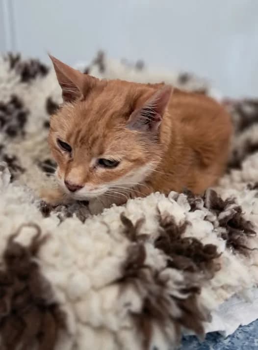 Tiger, female Mixed Breed for adoption at Animal Welfare Furness