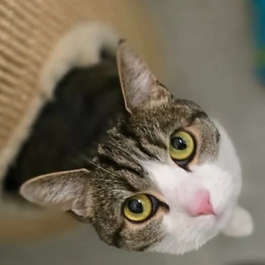 IVY, female young Mixed Breed for adoption at Animal Welfare Furness